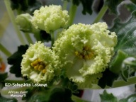 Fiołek afrykański @cięty liść @ KO-Solnyshko Lesnoye @ standard