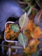 Ardisia Perlis Malaysia Rarytas Roślina Terrarium Unikat ArkOfPlants