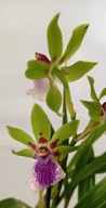 storczyk zygopetalum pachnie 24