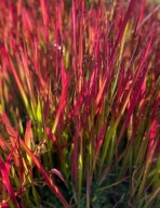 Imperata cylindryczna Red Baron (imperata 'Red Baron') P9 10cm