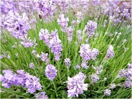 LAWENDA 'LITTLE LADY' Piękna kompaktowa odmiana