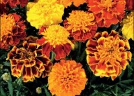 Aksamitka rozpierzchła Tagetes patula L. Z OGRODU CZAROWNICY 2g nasiona