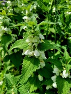 JASNOTA BIAŁA, sadzonka z gruntu