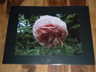 LUCYNA KUŚNIERCZYK - "W ogrodzie" (1/3) - kwiaty - FOTOGRAFIA ARTYSTYCZNA