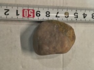 Skamieliny, minerały, koralowce