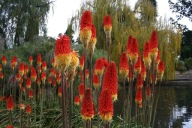 Płonąca pochodnia TRYTOMA duże sadzonki