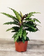Calathea Kalatea rufibarba falistolistna SADZONKA 55 cm