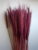 Żyto naturalne jasny brąz mahoń suszone zboże susz kwiaty kompozycje