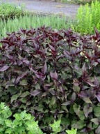 SADZIEC CZEKOLADOWY imponujące liście BIAŁE KWIATY sadzonki