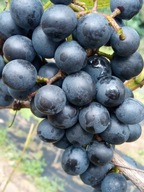 WINOROŚL Sadzonki winogron-Muscat Bleu -atrakcyjna szwajcarska odmiana