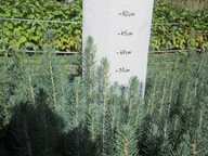 Swierk Kłujący Picea pungens Glauca świerk srebrny