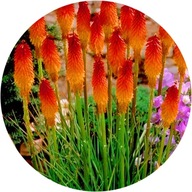 Trytoma groniasta DayBreak