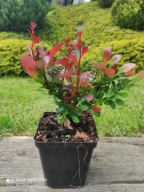 Berberys Atropurpurea Nana