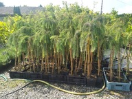 Modrzew japoński STIFF WEEPER Szczepiony na pniu 80-100 cm