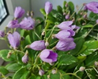 Fiołek afrykański @cięty liść @LE-Šhotlandskiy Veresk @ trailer miniatura