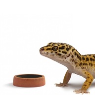 MAŁA MISKA NA WODĘ WAPNO POKARM DO TERRARIUM DLA GADÓW I BEZKRĘGOWCÓW MINI