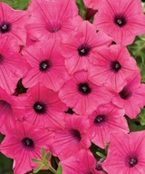 Petunia kaskadowa Supertunia VISTA Fuchsia