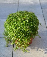 Soleirolia Solejrolia rozesłana - roślina