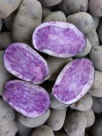 TRUFLOWE ZIEMNIAKI FIOLETOWE NIEBIESKIE, ZIEMNIAKI BLAUE ANNELIESE 2 KG