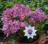 Alstromeria FIOLETOWA Alstroemeria Inticancha Navayo