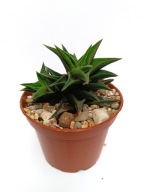 Haworthia tortuosa haworsja don. 7 cm