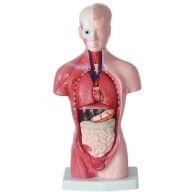 Ludzki tułów - model anatomiczny ciała 28 cm