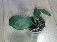 Hoya Hoja MAJIC ukorzeniona