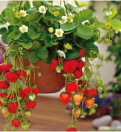 Truskawka zwisająca White Beltran Biała najsmaczniejsza