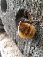 Murarka rogata kokony 50 + gratis - Pszczoła murarka rogata