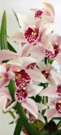 storczyk cymbidium wielopędowe