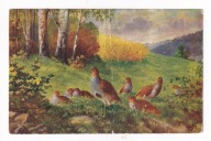 Kuropatwy Łąka las ok. 1920r. malował Rosler 642j