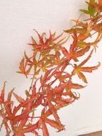 KLON PALMOWY "KAMAGATA" Acer palmatum sadzonka