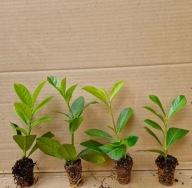 Laurowiśnia NOVITA SADZONKA DUŻY MULTIPLAT 10-20 cm