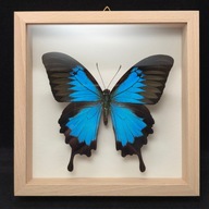 Motyl w gablotce Papilio Ulysses 2