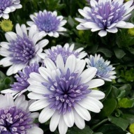 Stokrotka Afrykańska Osteospermum 3D Steel Blue SŁONECZNE KWIATY
