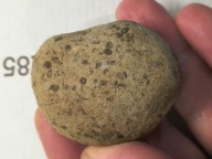 Skamieliny minerały koralowce