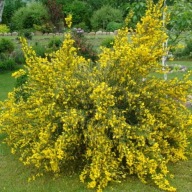 Żarnowiec miotlasty 40 - 60 cm