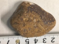 Agat mszysty muszlowy