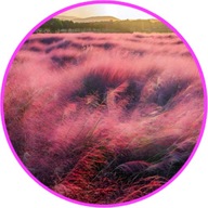 Trawa różowa, wieloletnia "Wata cukrowa"