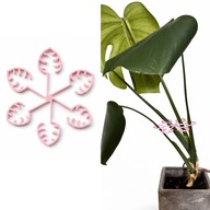 Podpora do roślin kwiatów doniczkowych podpórka chwytak róż 10 cm–PLA 1 szt