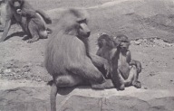 FRANCJA - PARYŻ - ZOO - PAWIAN PŁASZCZOWY - MAŁPA
