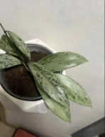 Hoya pubicalyx 'Pink Silver Ghost'