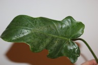 Philodendron Golden Dragon reg - sadzonka