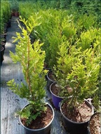 Tuja tuje Brabant golden Aureospicata Kórnik 20 40 60 50 80 100 120 140 cm