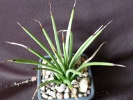 Kaktusy: Agava striata v. stricta