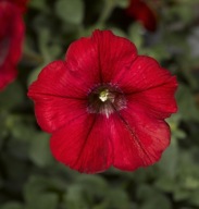 Petunia ZWISAJĄCA Hybrida Sanguna Red Impr