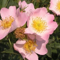 RÓŻA LAXA SADZONKA W POJEMNIKU 20 cm NA ZYWOPŁOTY NALEWKI I DZEMY SOKI