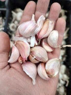 POLSKI JARY CZOSNEK, JANKIEL WIOSENNY NIE JARUS - 200 GRAM JANKIEL