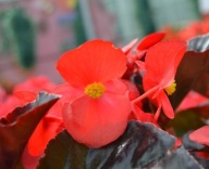 Begonia Big Deluxxe Red with Bronze Leaf typ DRAGON CZERWONE LIŚCIE