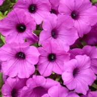 Supertunia Vista “ Jazzberry” P10 FIOLETOWA, gęsta sadzonka